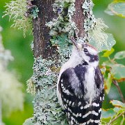 C1G6154 - Version 2 - Version 2  Young Woodpecker (Framed 18 X 24  12X18) (Framed 11 X 14  6X9) JAH-214
